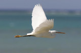 Revhger<br/>Western Reef-Egret<br/>(Egretta gularis)