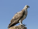 Fiskgjuse<br/>Osprey<br/>(Pandion haliaetus)