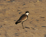 Sporrvipa<br>Spur-winged Lapwing<br>(Vanellus spinosus)