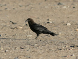 kenkorp<br/>Brown-necked Raven<br/>(Corvus ruficollis)