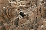Vitkronad stenskvtta<br>White-tailed Wheatear<br>(Oenanthe leucopyga)