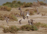 ÖkenpipareGreater Sand Plover(Charadrius leschenaultii)