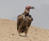 ÖrongamLappet-faced Vulture(Torgos tracheliotus)