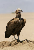 rongam<br>Lappet-faced Vulture<br>(Torgos tracheliotus)