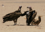Örongam<br/>Lappet-faced Vulture<br/>(Torgos tracheliotus)