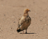 Smutsgam<br/>Egyptian Vulture<br/>(Neophron percnopterus)