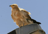 Smutsgam<br/>Egyptian Vulture<br/>(Neophron percnopterus)