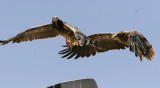 Smutsgam<br/>Egyptian Vulture<br/>(Neophron percnopterus)