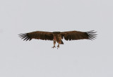 Örongam<br/>Lappet-faced Vulture<br/>(Torgos tracheliotus)