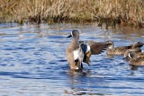 Blue-winged Teal 2