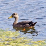 Mottled Duck 2