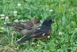 Eastern Towhee 3 - male and juvenile