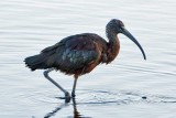 Glossy Ibis 3