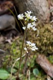 Early Saxifrage 1