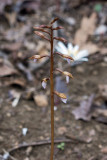 Spring Coralroot Orchid 2