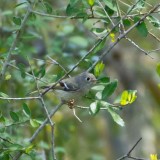 Ruby-crowned Kinglet 2