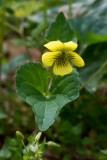 Downy Yellow Violet 2