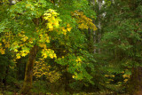 20121013_Gordon Bay PP_0503.jpg