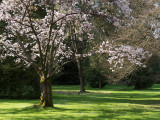 20130408_Stanley Park_0058.jpg