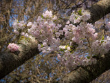 20130408_Stanley Park_0071.jpg