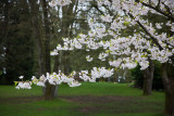 20130409_Stanley Park_0133.jpg