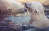 Polar Bear Mom and Baby - Captive