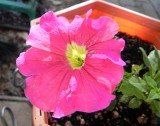 Petunias, Pansies, Daisies
