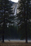 Evening Fog @ Upper Yosemite Falls