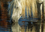 Portrait at the Waterhole.