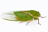 Greengrocer Cicada 