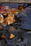 Leaf Falls In Motion - Goodman County Park, Wisconsin