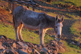 Cuca at Sunset - Alpicella Vineyard - Sonoma County, California