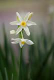 Daffodil - Alpicella Vinyard - Sonoma County, California
