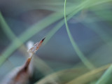 Abstract - Leaf and Grass