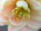Quince Flower