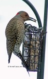 1239-Flicker-female.jpg