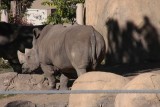 Rhino Butt.