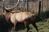 Bull Elk Butt.