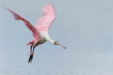 Spatule rose -- Roseate Spoonbill