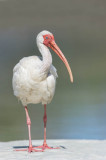 Ibis blanc -- American White Ibis