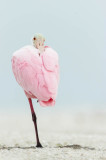 Spatule rose -- Roseate Spoonbill