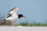 Hutrier dAmrique -- American Oystercatcher