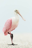 Spatule rose -- Roseate Spoonbill