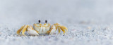 Crabe-fantme -- Ghost Crab 