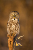 Chouette lapone -- Great Grey Owl