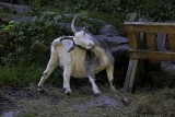 Even Goats Gotta Scratch their Butts