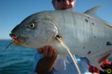 Golden Trevally