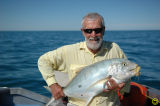 Another Golden Trevally