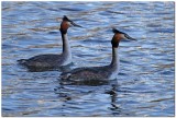 Great Crested Grebe Pair  1479 
