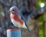 One of our Migratory Bluebirds